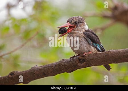 Brauner Eisvögel (Halcyon albiventris) mit Käferfrühstück im Kruger National Park. Südafrika Stockfoto