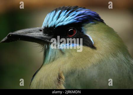 Eine Nahaufnahme des Kopfes eines blau gekrönten Motmot-Vogels. Stockfoto