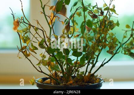 Eine tote Blume in einer Vase auf schwarzem Hintergrund wird von weißem Licht beleuchtet. Eine getrocknete Blume in einem Topf im Dunkeln leuchtet hell. Trockene komnatnoe Pflanze Stockfoto