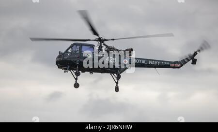 Westland Wasp HAT Mk 1 ‘XT435’ auf der Fly Navy Airshow in Shuttleworth am 3.. Juli 2022 in der Luft Stockfoto