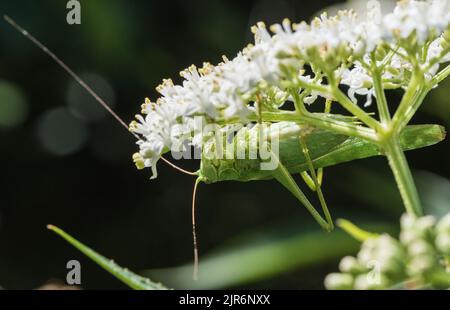 Große grüne Bush Cricket (Tettigonia Viridissima) Stockfoto