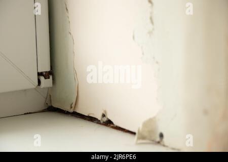 Schmutziges Fenster mit einer Schwelle mit Schimmel von Feuchtigkeit, Pilz auf dem Fenster in der Wohnung, reparieren Stockfoto