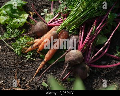 Frisch geerntete Bio-Rüben und Karotten liegen auf dem Boden. Nahaufnahme. Stockfoto