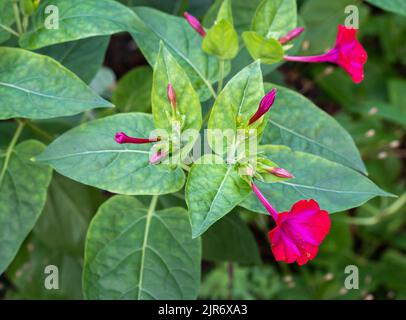 Nahaufnahme des blühenden Mirabilis jalapa, auch bekannt als das Wunder von Peru oder vier-Uhr-Blume Stockfoto