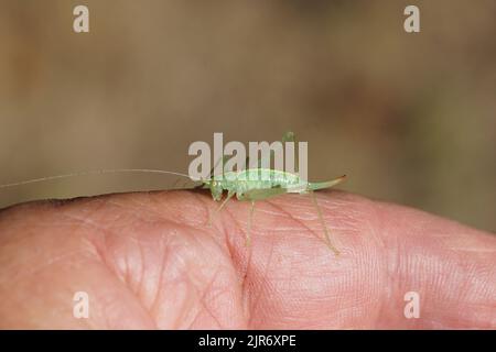 Südliche Eichen-Cricket (Meconema meridionale) beißt (nicht schmerzhaft) in meine Hand. Unterfamilie Meconematinae. Buschschilde der Familie (Tettigoniidae). Stockfoto