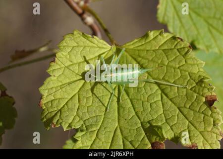 Südliche Eichen-Buschkricket (Meconema meridionale). Unterfamilie Meconematinae. Buschschilde der Familie (Tettigoniidae). Auf einem Blatt in einem holländischen Garten Stockfoto