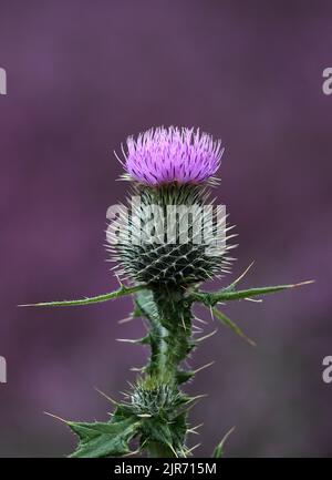 Distel zum St. Andrew's Day Stockfoto