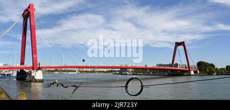 Rotterdam, Niederlande - August 2022: Willems-Brücke im Stadtzentrum über den Fluss Nieuwe Maas. Im Vordergrund ist eine Skulptur Stockfoto