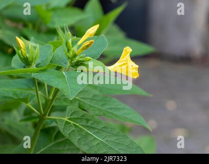 Gelbe Variante von Mirabilis jalapa, auch bekannt als Wunder von Peru, blühend Stockfoto