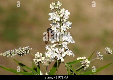 Gemeine Carderbiene (Bombus pascuorum), Familie Apidae. Auf einer Blüte von Chasteberry, Abrahams Balsam, lila Chastetree, Mönchspfeffer (Vitex agnus castus Stockfoto