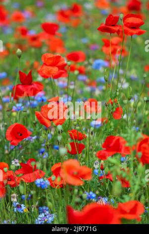 Feld mit roten Mohnblumen „Papaver rhoeas“. Leuchtend rote Blumen, Symbol der Erinnerung, auf einer wilden Wiese. Dublin, Irland Stockfoto