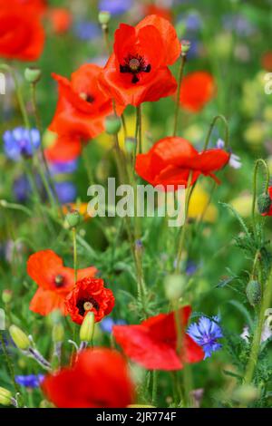 Rote Mohnblumen 'Papaver rhoeas' blühen auf der Sommerwiese. Dublin, Irland Stockfoto