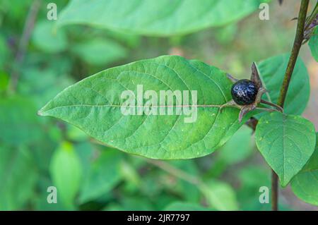 ***2013 FILE PHOTO*** der tödliche Nachtschatten, Atropa bella-Donna (Belladonna), Frucht, im Nationalpark Böhmische Schweiz (Ceske Svycarsko), Decin D Stockfoto