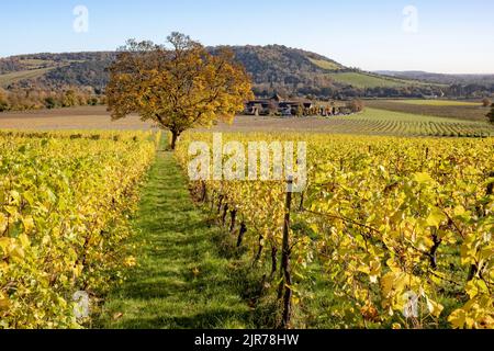 Isolierter Baum und Reihen von Reben, die an einem hellen, sonnigen Morgen goldene Herbstfarben zeigen, in den Surrey Hills in Dorking Stockfoto