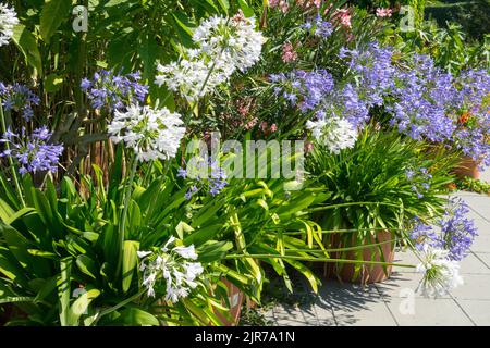 Agapanthus-Topf Sommergarten Terrasse blühende afrikanische Blaue Nillilie Agapanthus-Töpfe Weiße Agapanthus „Albus“ Blumen Afrikanische Lilie blühend Stockfoto