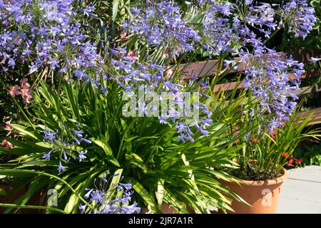 Afrikanische Lilie, Agapanthus, Nillilie, Pflanze, Afrikanische Blaue Lilie, Blumen, Topf, Innenhof, Garten Stockfoto