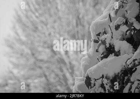 Frischer Schnee klammert sich an Ästen und Buschblättern im seltenen Metro Atlanta Schneesturm. Stockfoto