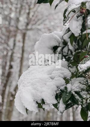 Frischer Schnee klammert sich an Ästen und Buschblättern im seltenen Metro Atlanta Schneesturm. Stockfoto