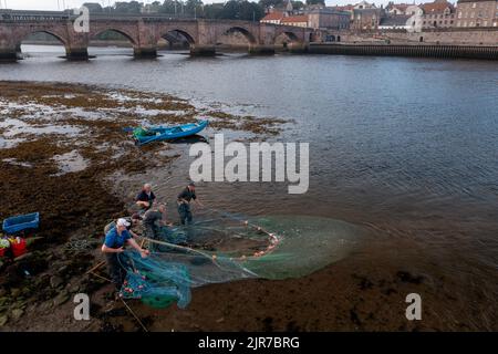 Traditionelle Lachsfischerei auf dem River Tweed in Gardo Fishery, Berwick upon Tweed, Northumberland, England, Großbritannien Stockfoto