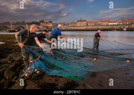 Traditionelle Lachsfischerei auf dem River Tweed in Gardo Fishery, Berwick upon Tweed, Northumberland, England, Großbritannien Stockfoto