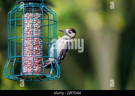 Jungtier Dendrocopos major, Buntspecht, füttert im Sommer in Surrey, Südostengland, Großbritannien, an einem Futterhäuschen mit Suet-Pellets in einem Garten Stockfoto