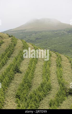 Baumreihen am Hang des Wiederaufforstungsprojekts Stockfoto