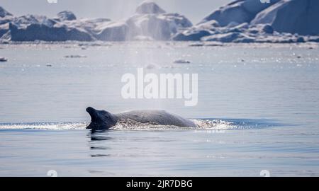 Nahaufnahme eines Buckelwals an der Oberfläche, der Wasser zwischen den Eisbergen im Ilulissat-Eisfjord in Grönland sprießt Stockfoto