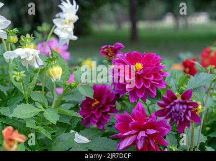 Lila Blüten Dahlien gefiederten Blüten im Sommergarten. Stockfoto