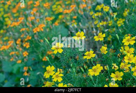 Gelbe und orange Blüten African Ringelblume oder Tagetes erecta, mexikanische Ringelblume. Stockfoto