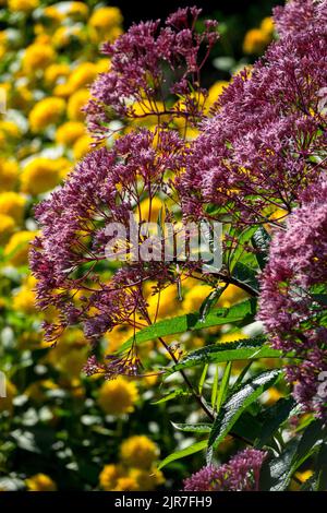 Krautig, Pflanzen, Joe Pye Weed, Purple, Yellow, Stauden, Rand, Rand, Eutrochium, Blumen Stockfoto