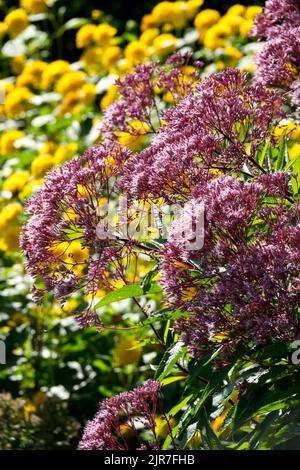 Sweet Joe Pye Weed, hohe Pflanzen, Lila gelb, Garten, Rand, Sommer, krautig, überwuchert Garten Stockfoto