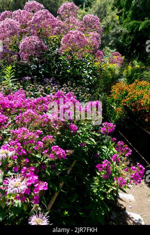 Purple Garden Phlox Purple Joe Pye Weed, Jahreszeit, Sommer, Grenze in voller Blüte am Gartenweg Stockfoto