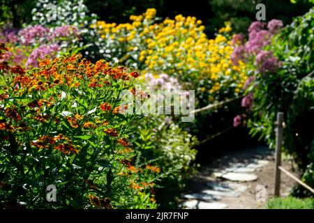 Pfad in bunt bewachsenen, aber gepflegten Garten Sommergarten Mehrjährige Grenze Helenium Falsche Sonnenblume Joe Pye Weed Orange Gelb Lila Blumen Stockfoto