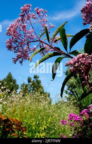 Eutrochium purpureum Blume blüht in einem Sommergarten schönes Wetter Joe Pye Weed Königin der Wiese Eupatorium Stockfoto