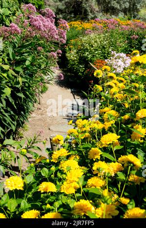 Farbenfroher Gartenpfad grenzt an Sommergartenlandschaft Gelb falsche Sonnenblumen Sweet Joe Pye Weed Eutrochium blühende Blumen Garten Borders Path Stockfoto