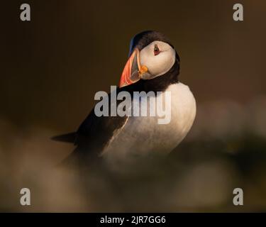 Ein Atlantischer Papageitaucher (Fratercula artica), der an einem sonnigen Abend in einer sanften Vegetation steht, Skomer Island, Wales Stockfoto
