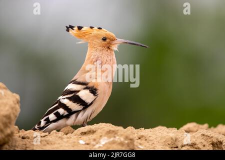 Eurasischer Hoop (Upupa epops) auf sandigen Böden, Ungarn Stockfoto