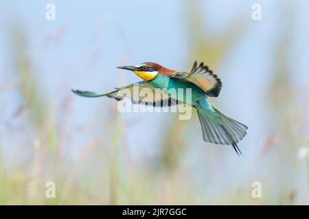 Europäischer Bienenfresser (Merops apiaster) im Flug, Flügel ausgebreitet, Koros-Maros-Nationalpark, Ungarn Stockfoto