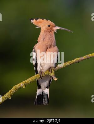 Eurasischer Hoop (Upupa epops) auf einem Zweig, Ungarn Stockfoto