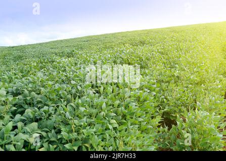 Sojabohnen Ernte und Sojabohnen Pflanzen wachsen in Reihen bereit für Ernte Stockfoto