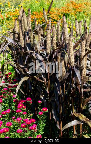 Black Leaf Millet Pennisetum 'Purple Majesty' Millet Charm Gartenblumenrand schöne Perlmillet Pennisetum glaucum reife Astern jährliche Pflanzen Stockfoto