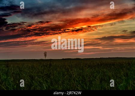 Sonnenuntergang über dem Sumpf im Sommer. Einsamer Baum am Horizont. Landschaft des Nationalparks Biebrza in Polen, Europa. Dramatische Wolken über der Wiese. Stockfoto