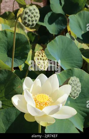 Indische Lotosblume (Nelumbo nucifera, SYN. Nelumbium speciosum , Nymphaea nelumbo) im botanischen Garten, Nordrhein-Westfalen, Deutschland, bonn Stockfoto