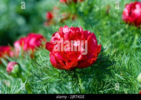 Eine selektive Fokusaufnahme einer Paeonia tenuifolia Blume in einem Garten Stockfoto