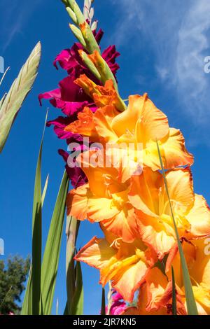 Gladiolus Blume, Gladioli Blühende Blumen zum Schneiden von Orangenblüten Stockfoto