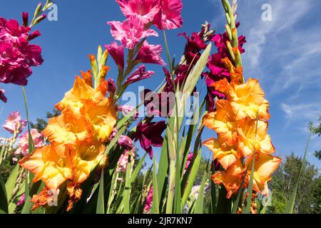 Bunte Gladioli Garten Gladiolus orange Blumen Sommerpflanzen geeignet zum Schneiden zu einer Vase Stockfoto