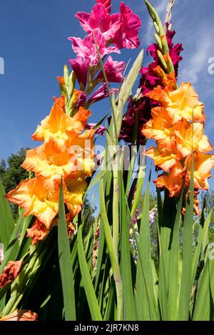 Blühende Gladiola blüht im Garten Stockfoto