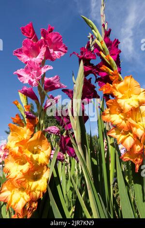 Blumen zum Schneiden von Gladioli Blume farbenfroher Gladiolus im Garten Stockfoto