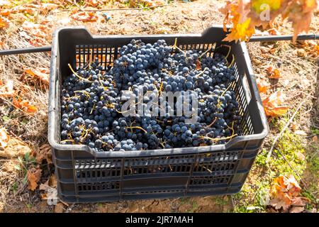 Trauben frisch geernteter roter Trauben in einer Plastikbox. Stockfoto