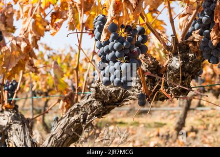 An einem sonnigen Herbsttag hängen reife rote Trauben von den Reben. Stockfoto